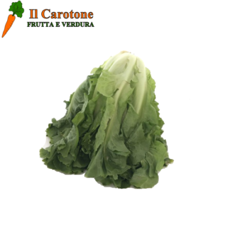 SCAROLA NERA - 1 Kg.